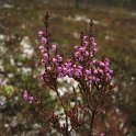 Calluna vulgaris